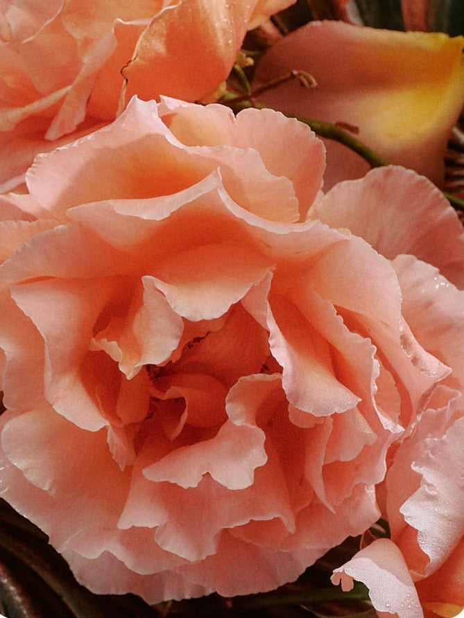 Jasmine Damask Rose Soap Brick